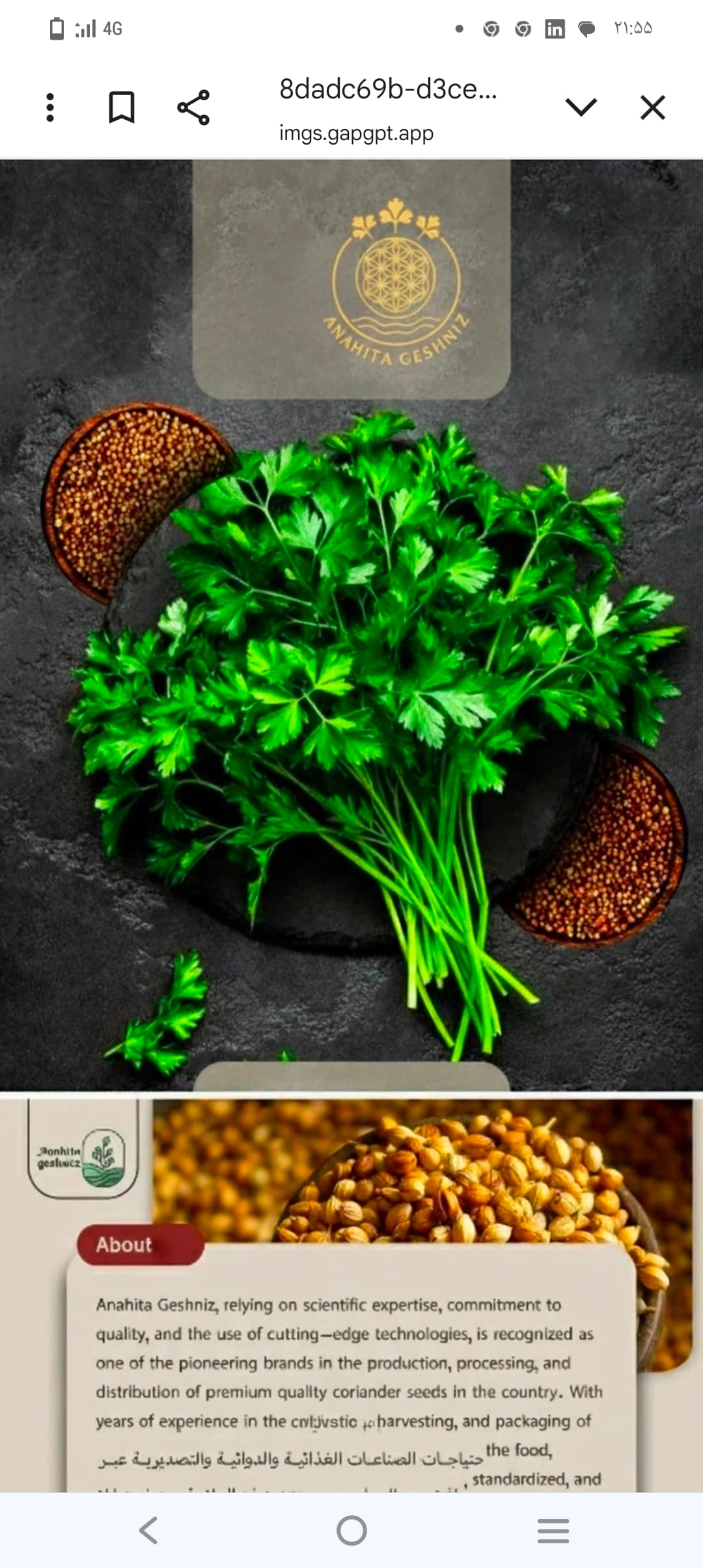 خرید گشنیز کنگاور جهت ارسال به سراسر کارگاههای آسیاب مرکزی